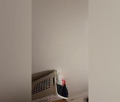 Cosito80