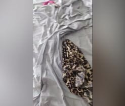 alolocolosdos