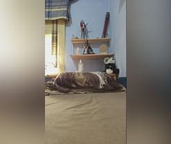 lolipurple1's webcam