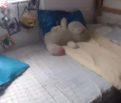 Meganny2023, en directo ahora en Amateur.tv