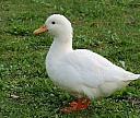 Quobcn_5