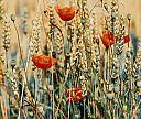 Mohnblume