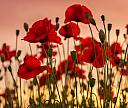Mohnblume
