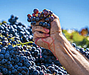 Merlot1820
